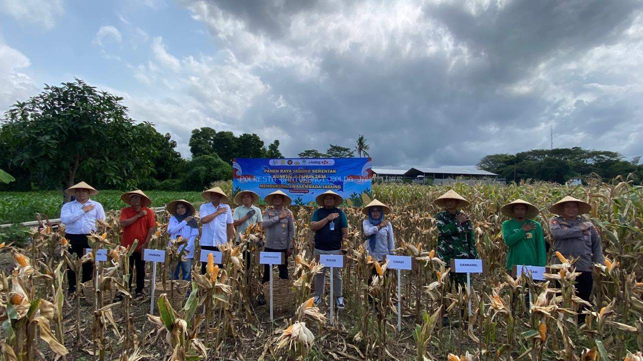Wujud Nyata Ketahanan Nasional, Polresta Banyuwangi Kawal Panen Raya Jagung Serentak Bersama Presiden RI