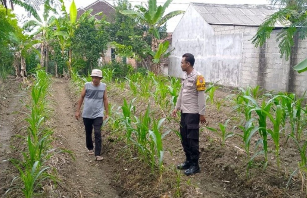 Bhabinkamtibmas Polsek Sempu Dampingi Pertumbuhan Tanaman Jagung Warga dalam Mendukung Ketahanan Pangan