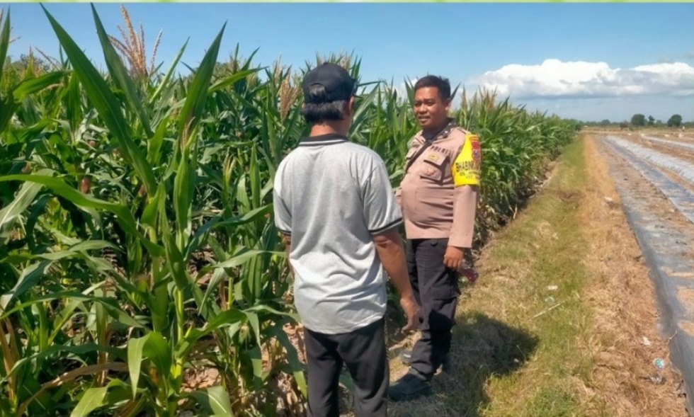 Bhabinkamtibmas Polsek Muncar Monitoring Panen Jagung Warga untuk Dukung Swasembada Pangan Nasional